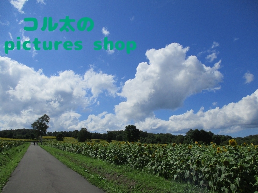 夏空とヒマワリ畑の風景(10枚・1セット)
