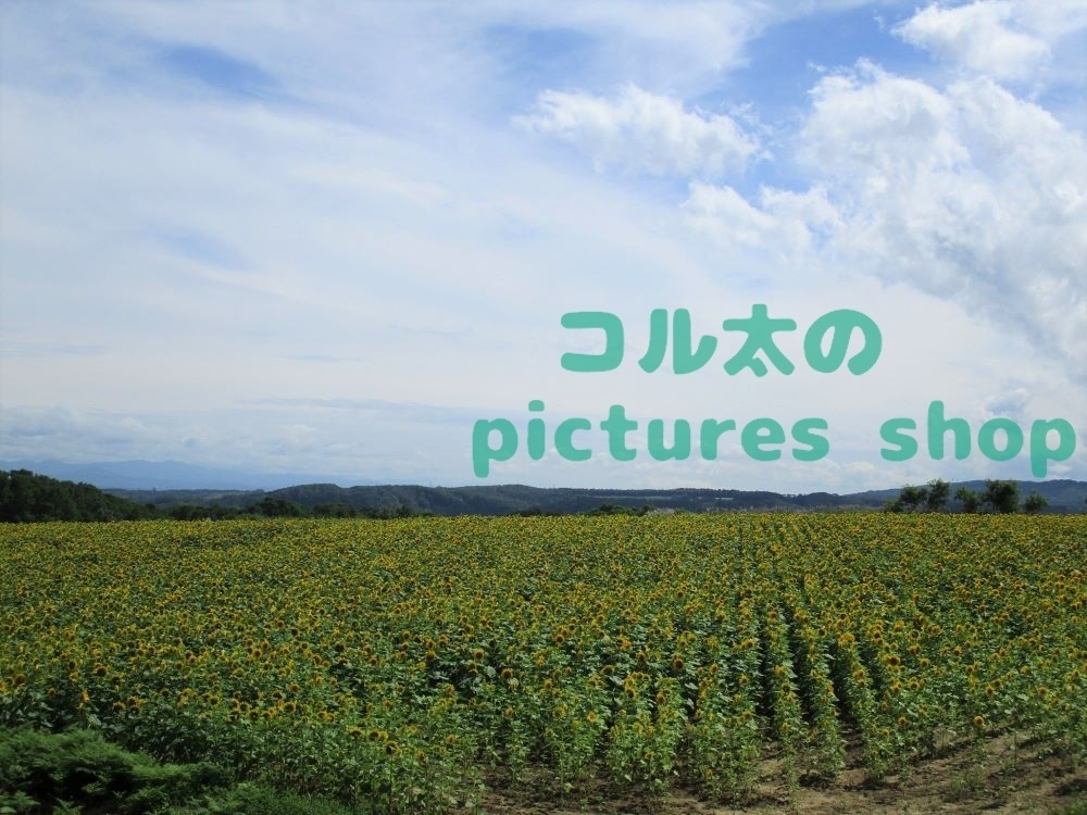 夏空とヒマワリ畑の風景(10枚・1セット)