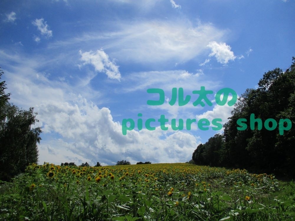 夏空とヒマワリ畑の風景(10枚・1セット)