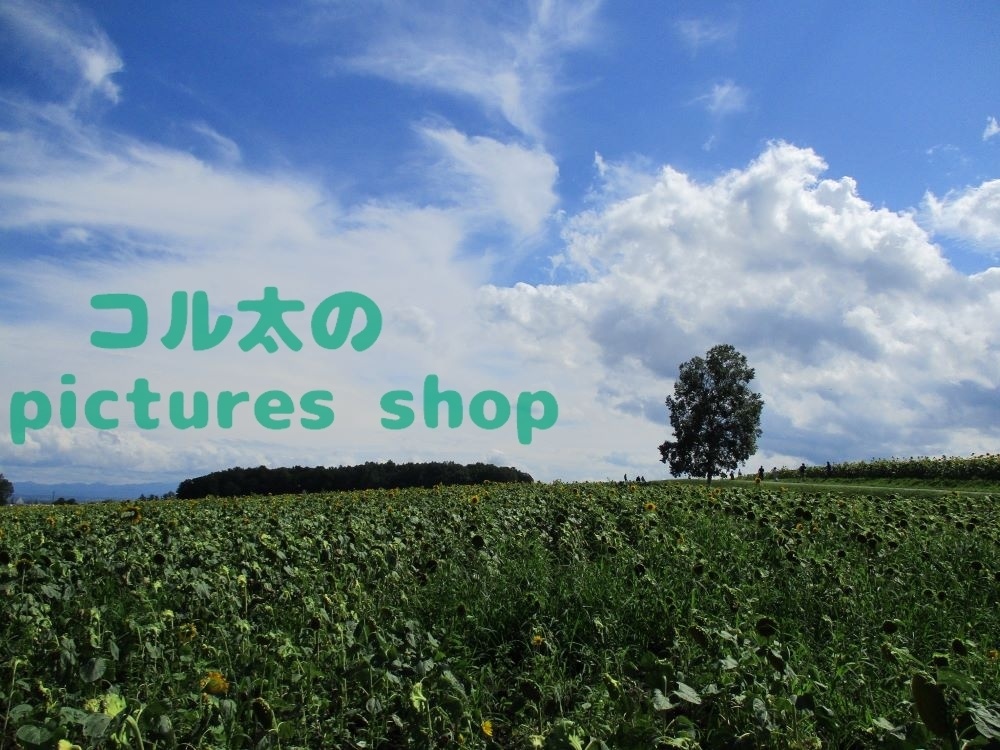 夏空とヒマワリ畑の風景(10枚・1セット)