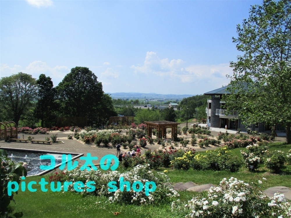 バラ庭園の風景①10枚・1セット