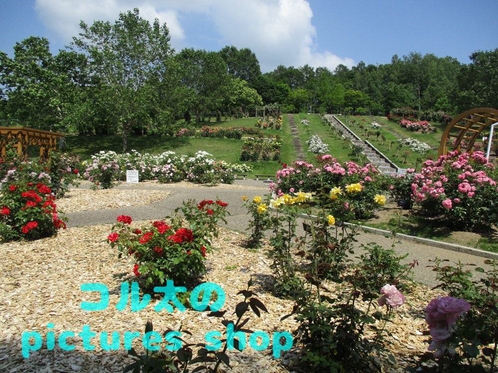 バラ庭園の風景①10枚・1セット