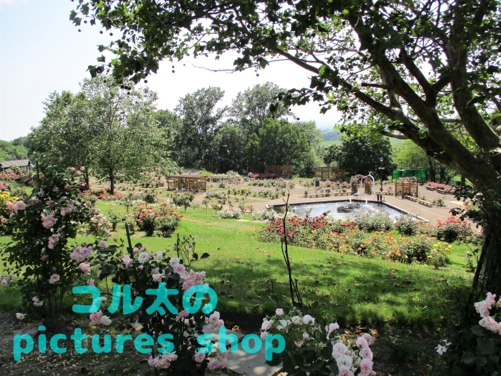 バラ庭園の風景①10枚・1セット