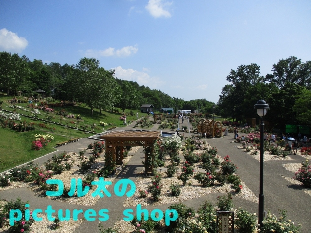 バラ庭園の風景①10枚・1セット