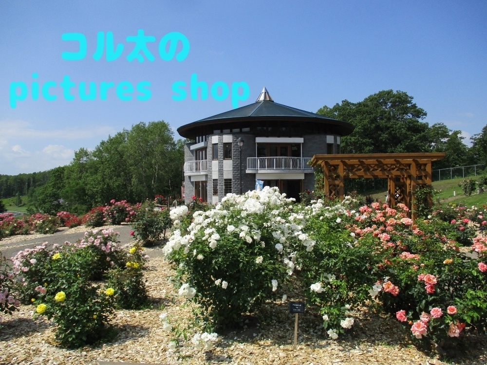 バラ庭園の風景①10枚・1セット