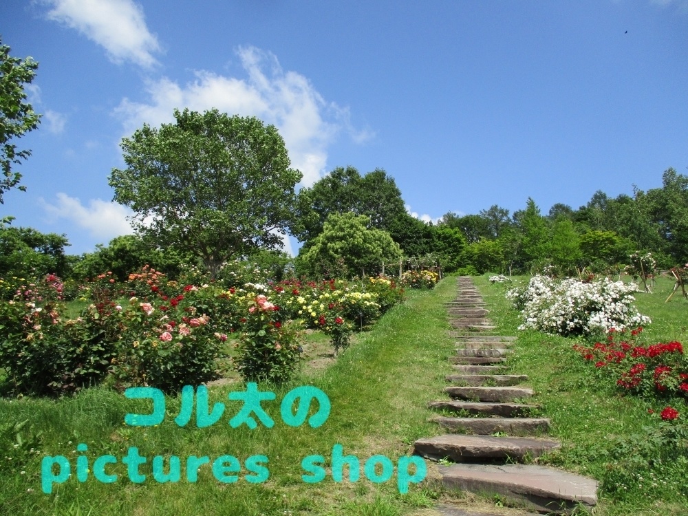 バラ庭園の風景①10枚・1セット