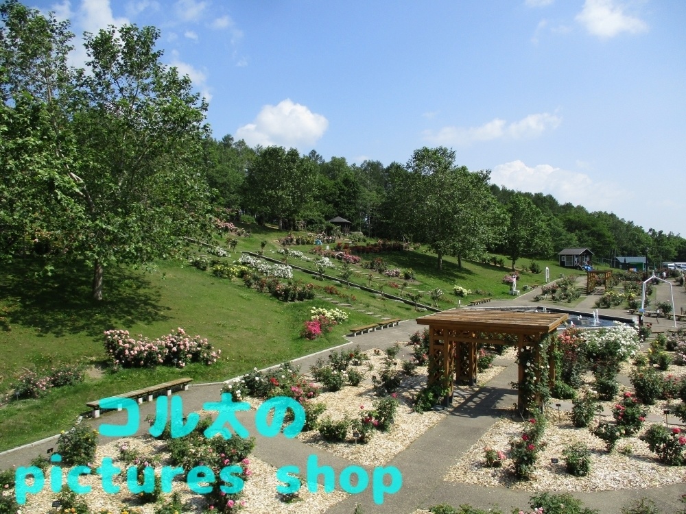 バラ庭園の風景①10枚・1セット