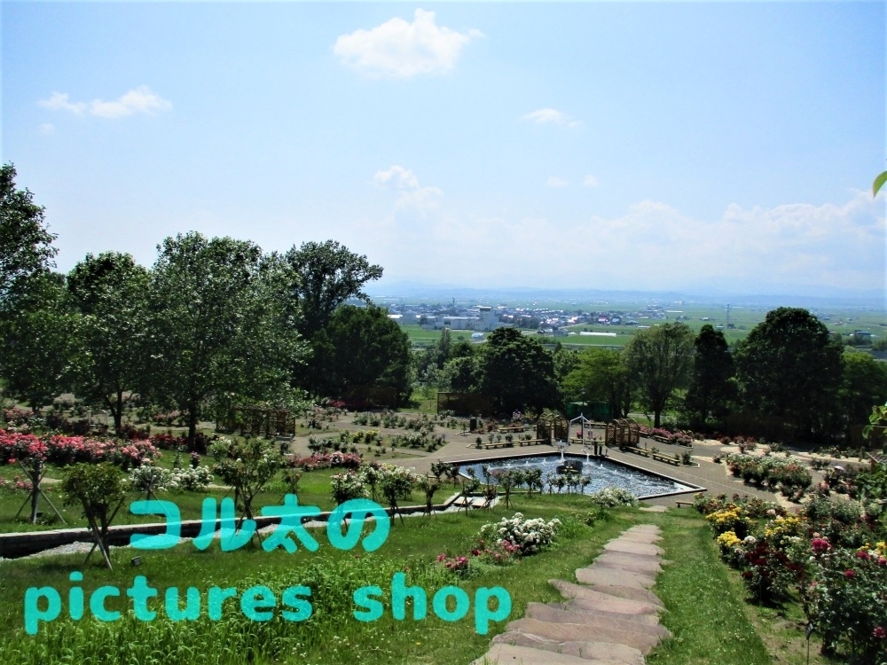 バラ庭園の風景①10枚・1セット