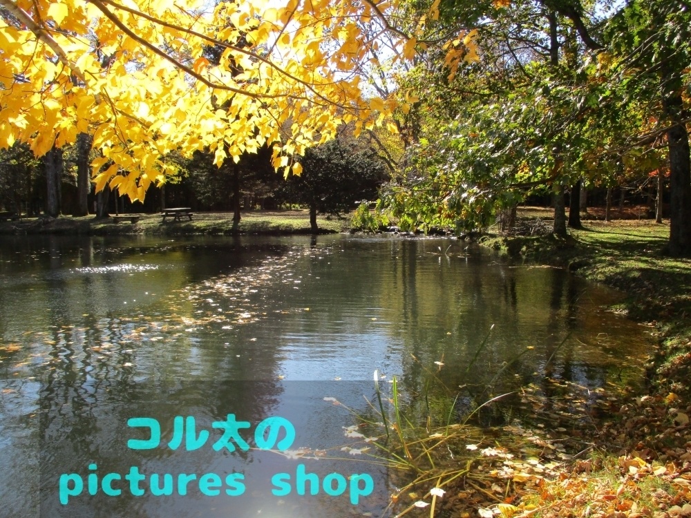 秋の池の風景①10枚・1セット