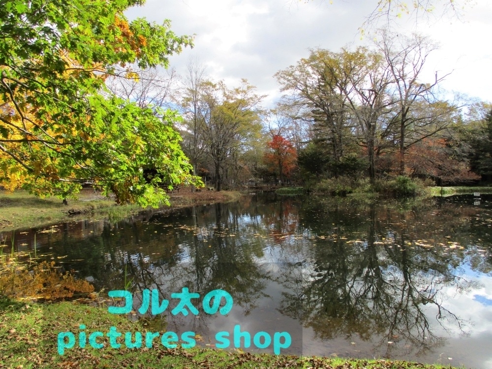 秋の池の風景①10枚・1セット