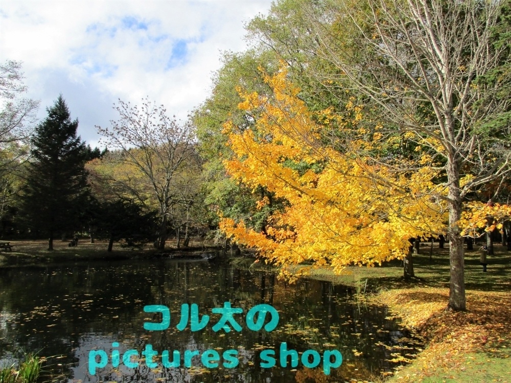 秋の池の風景①10枚・1セット