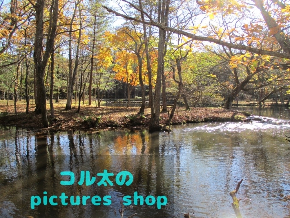 秋の池の風景①10枚・1セット