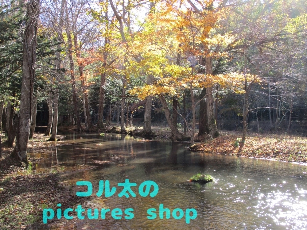 秋の池の風景①10枚・1セット