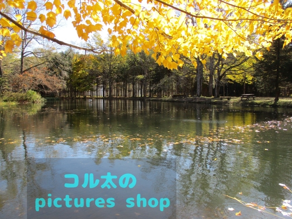 秋の池の風景①10枚・1セット