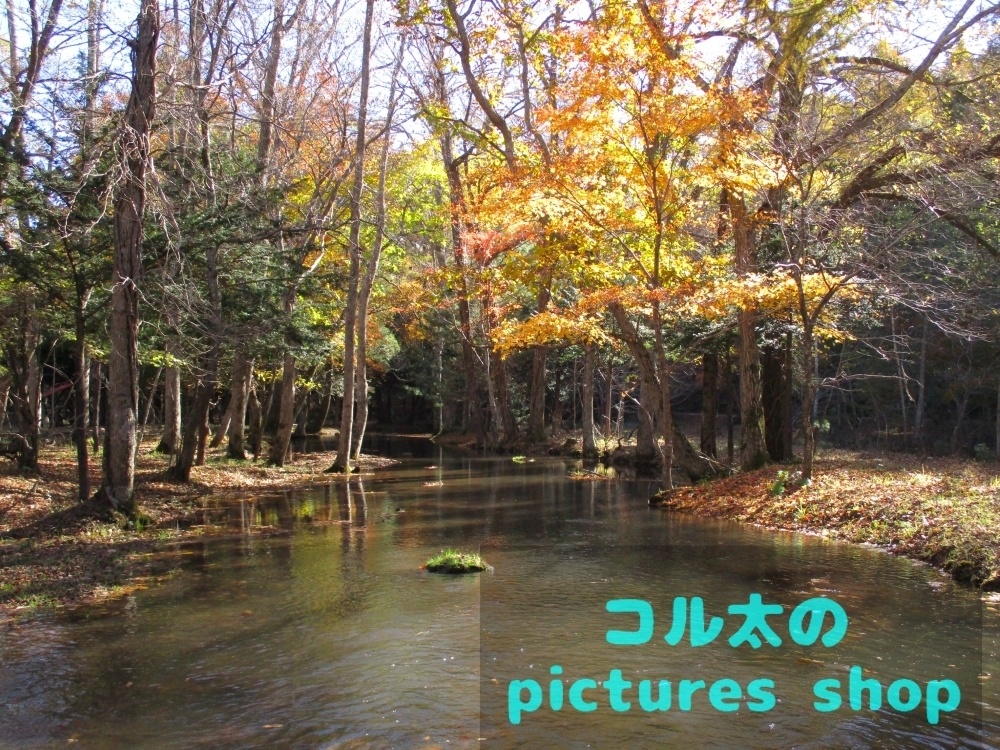 秋の池の風景①10枚・1セット