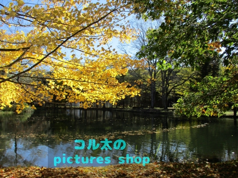 秋の池の風景①10枚・1ｾｯﾄ