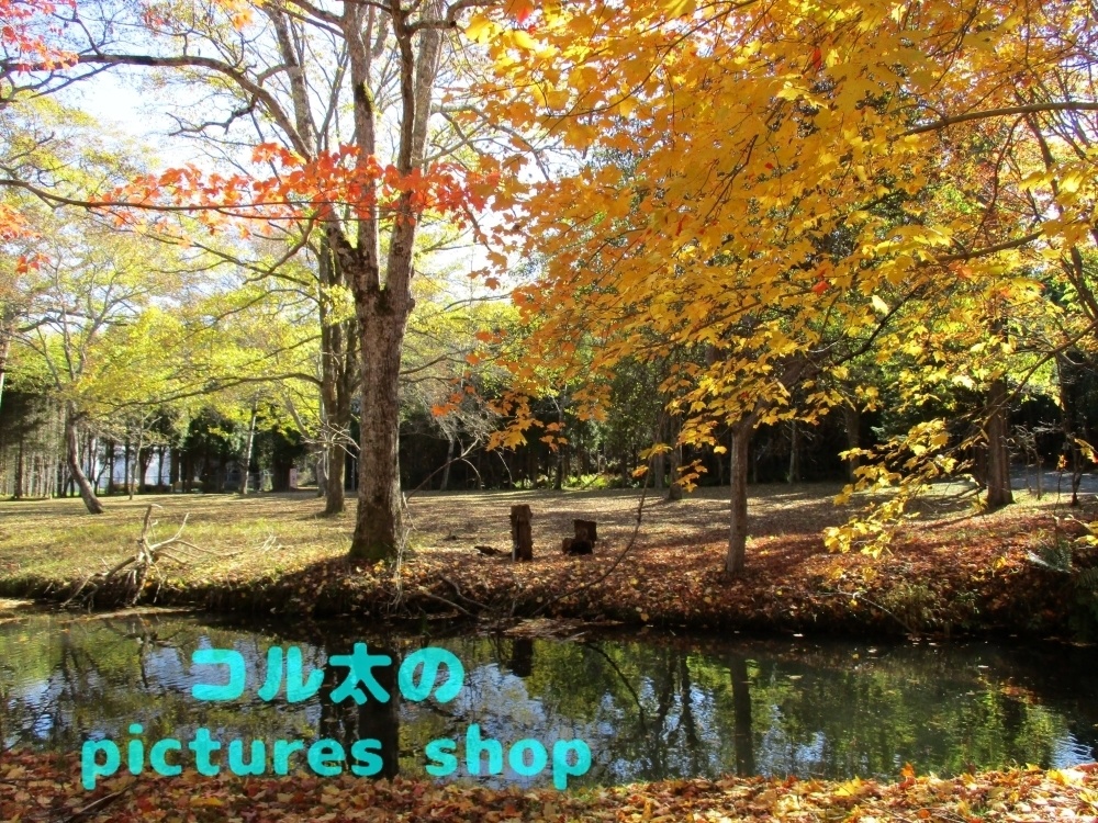 秋の池の風景①10枚・1セット