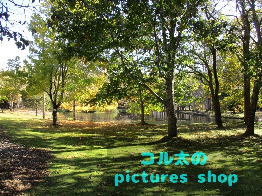 秋の池の風景①10枚・1セット