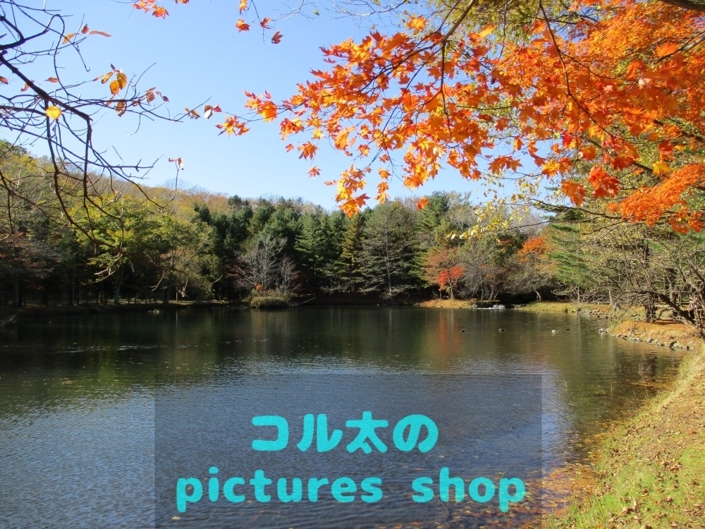 秋の池の風景②10枚・1ｾｯﾄ