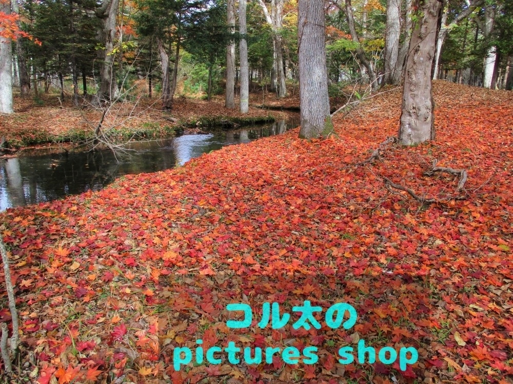 秋の池の風景②10枚・1セット
