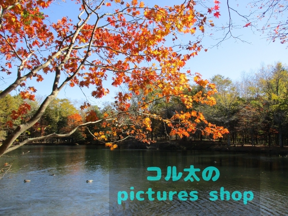 秋の池の風景②10枚・1セット