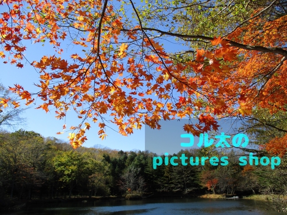 秋の池の風景②10枚・1セット