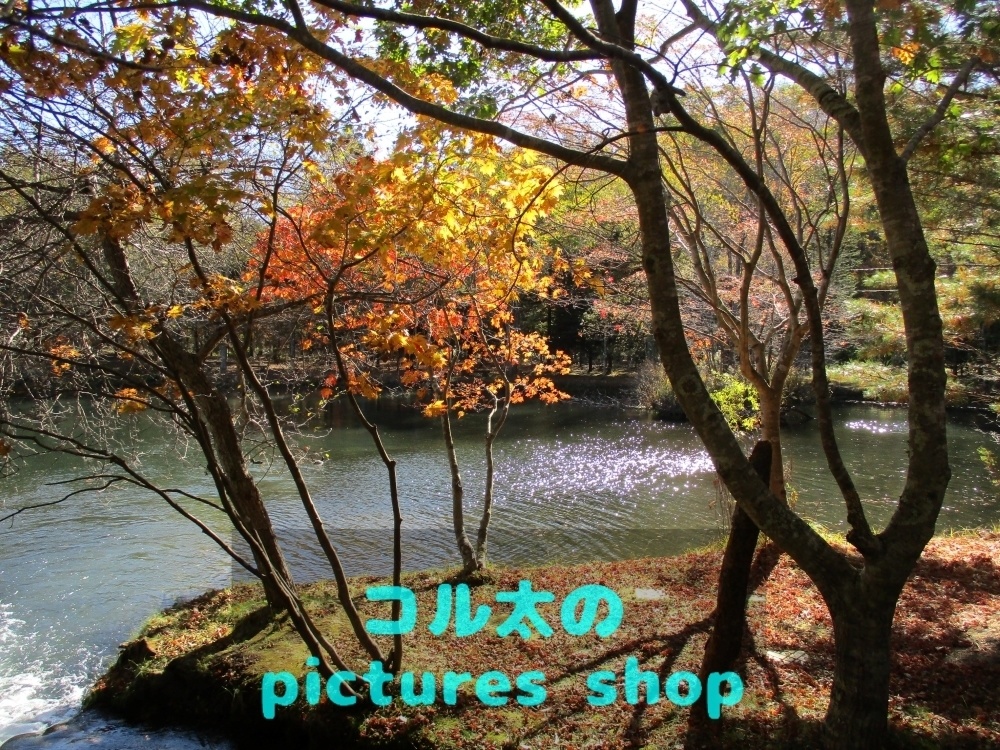 秋の池の風景②10枚・1セット