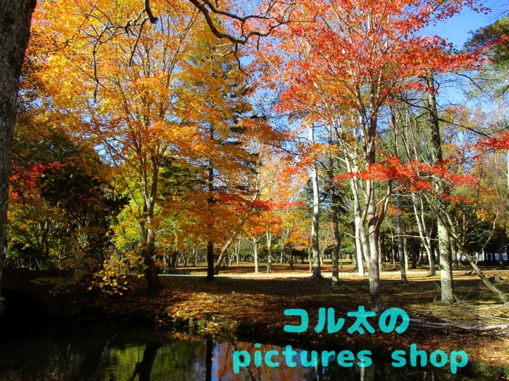 秋の池の風景②10枚・1セット