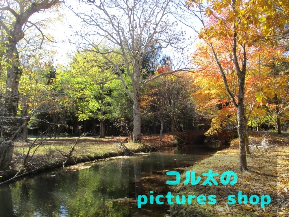 秋の池の風景②10枚・1セット