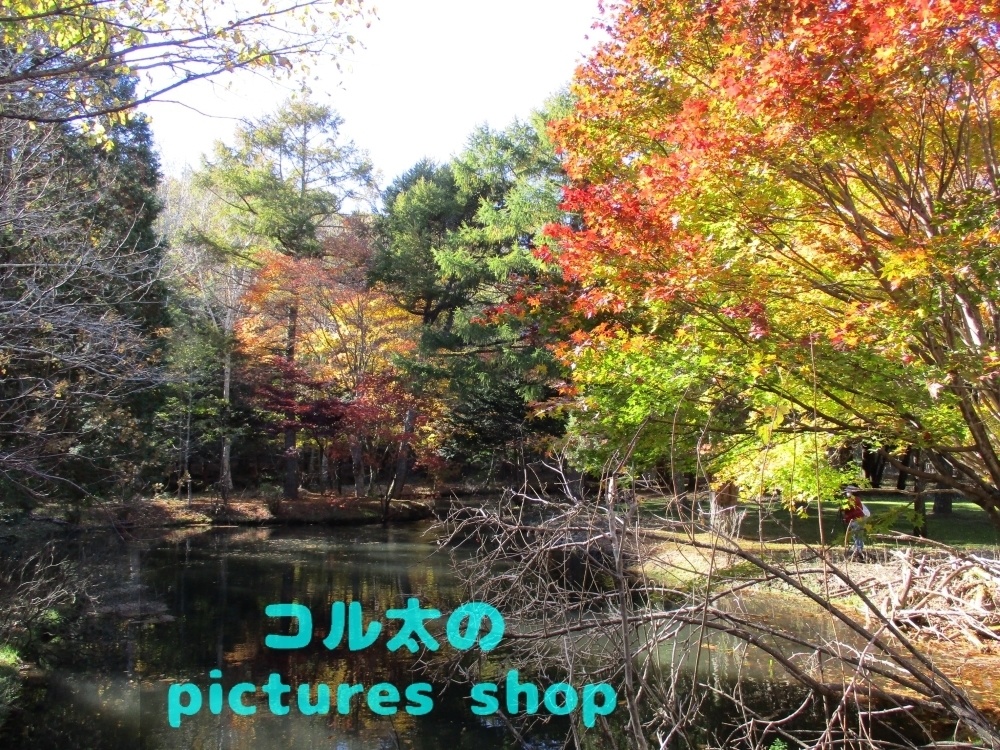 秋の池の風景②10枚・1セット