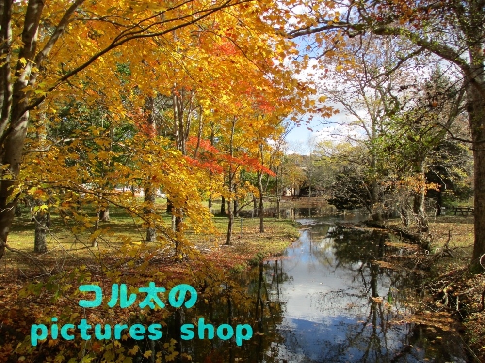 秋の池の風景②10枚・1セット