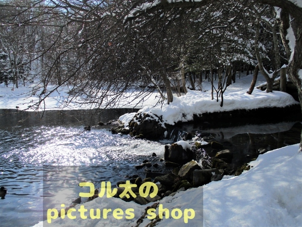 冬の池の風景①10枚・1セット