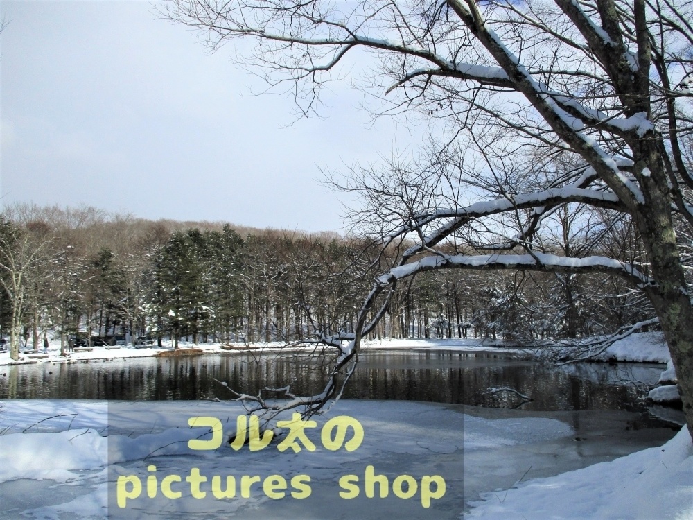 冬の池の風景①10枚・1セット