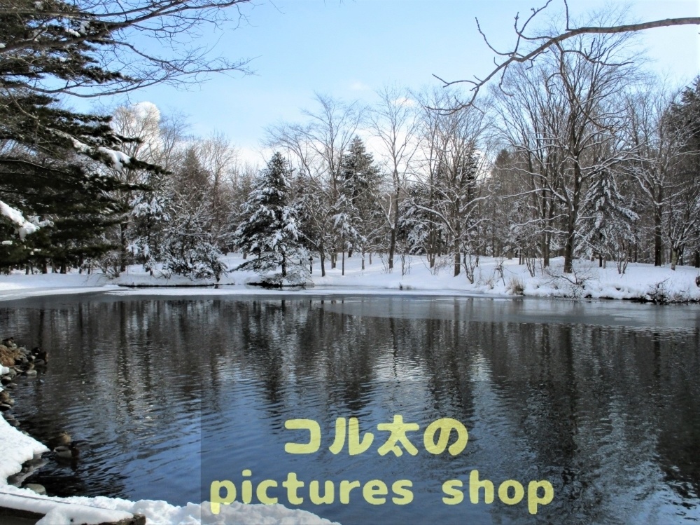 冬の池の風景①10枚・1セット