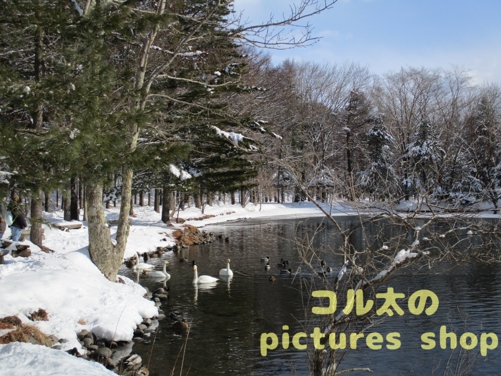 冬の池の風景①10枚・1セット