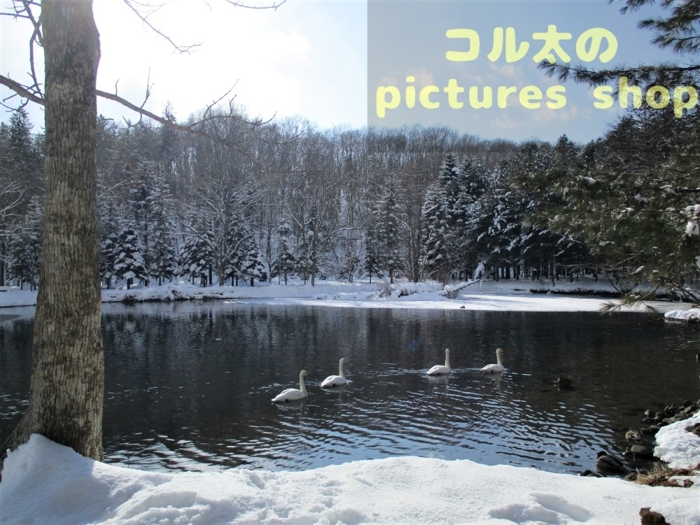 冬の池の風景①10枚・1セット