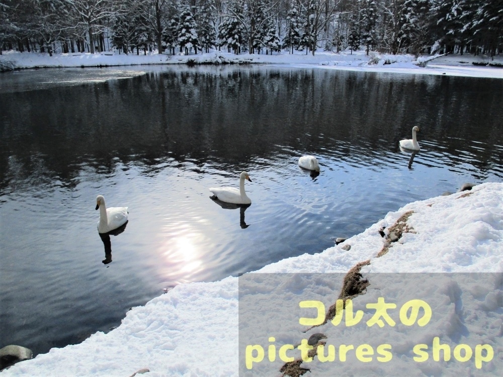 冬の池の風景①10枚・1セット