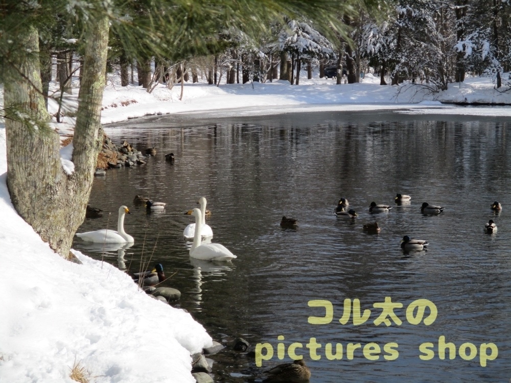 冬の池の風景①10枚・1セット