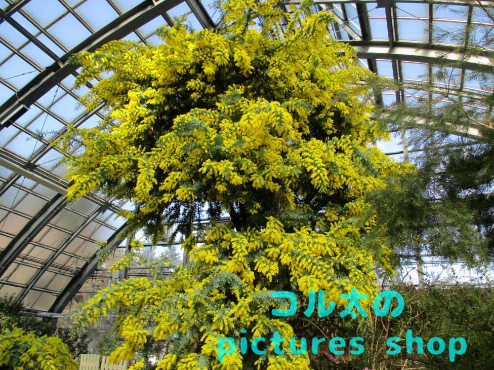 ミモザのある風景①10枚・1セット