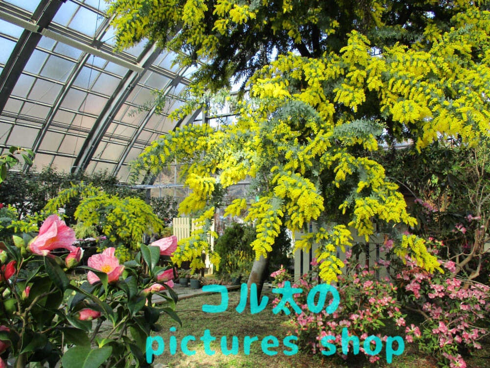 ミモザのある風景①10枚・1セット