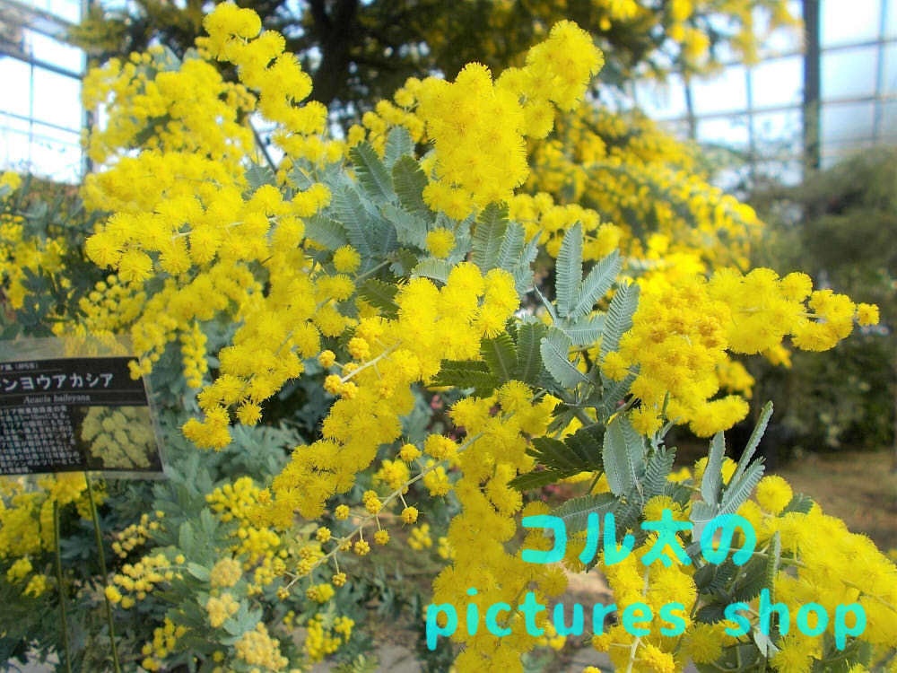 ミモザのある風景①10枚・1セット