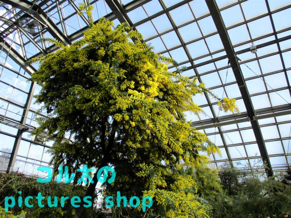 ミモザのある風景①10枚・1セット