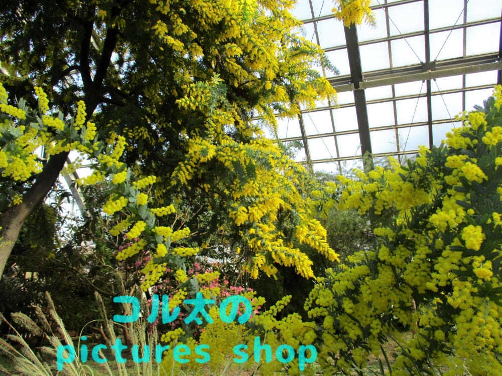 ミモザのある風景①10枚・1セット