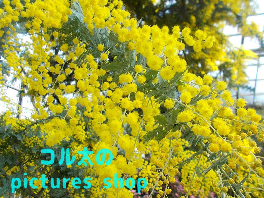 ミモザのある風景①10枚・1セット