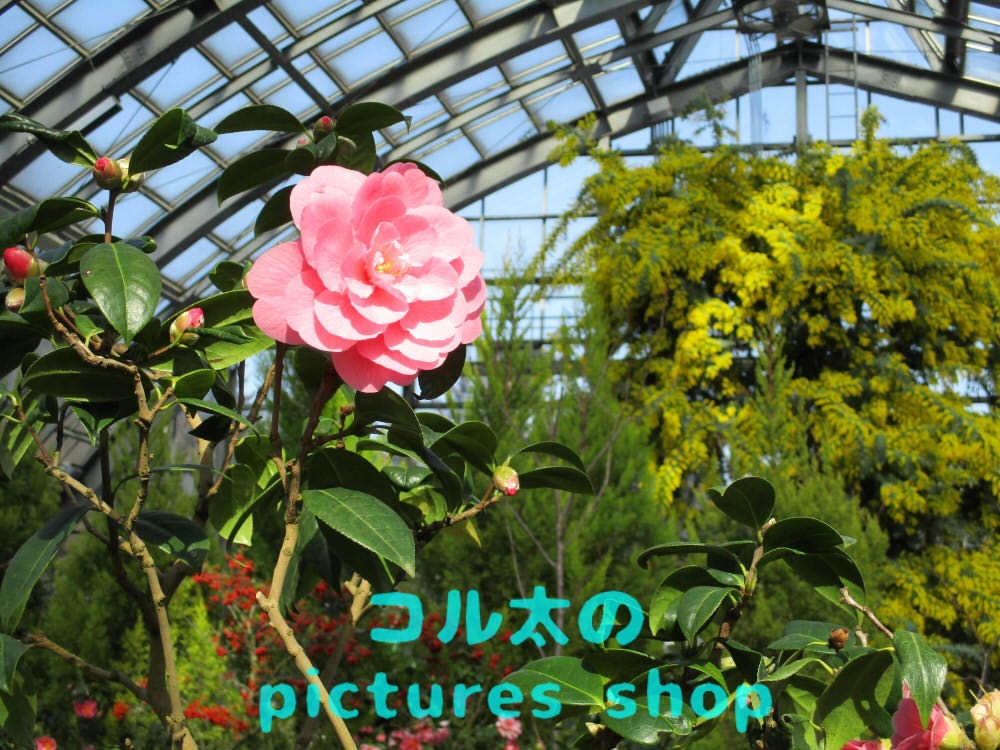 ミモザのある風景①10枚・1セット