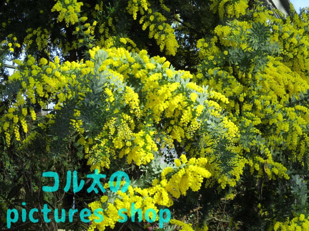 ミモザのある風景①10枚・1セット