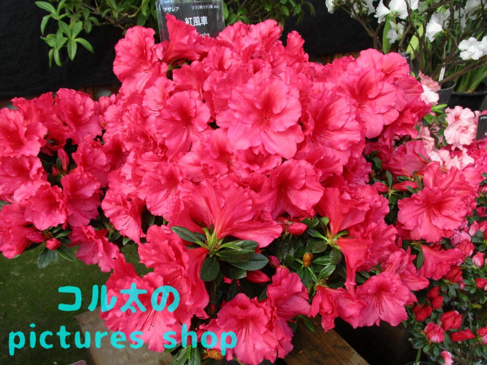 アザレアのある風景①10枚・1セット