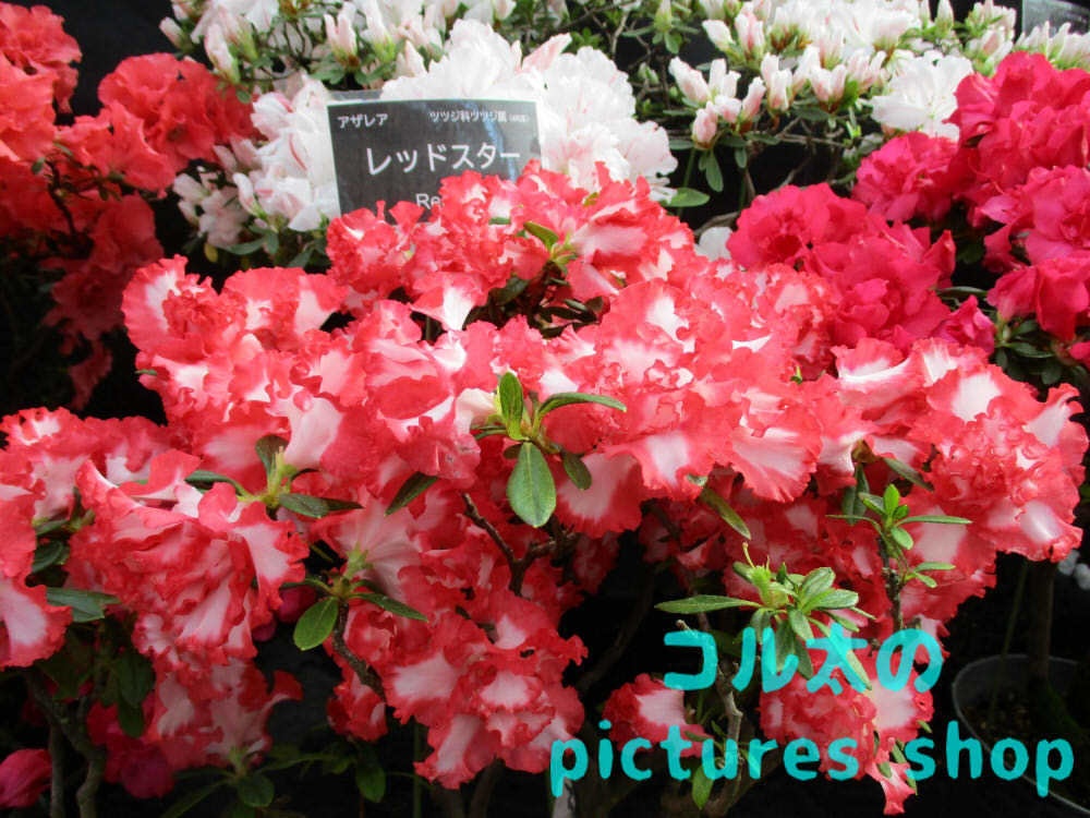 アザレアのある風景①10枚・1セット