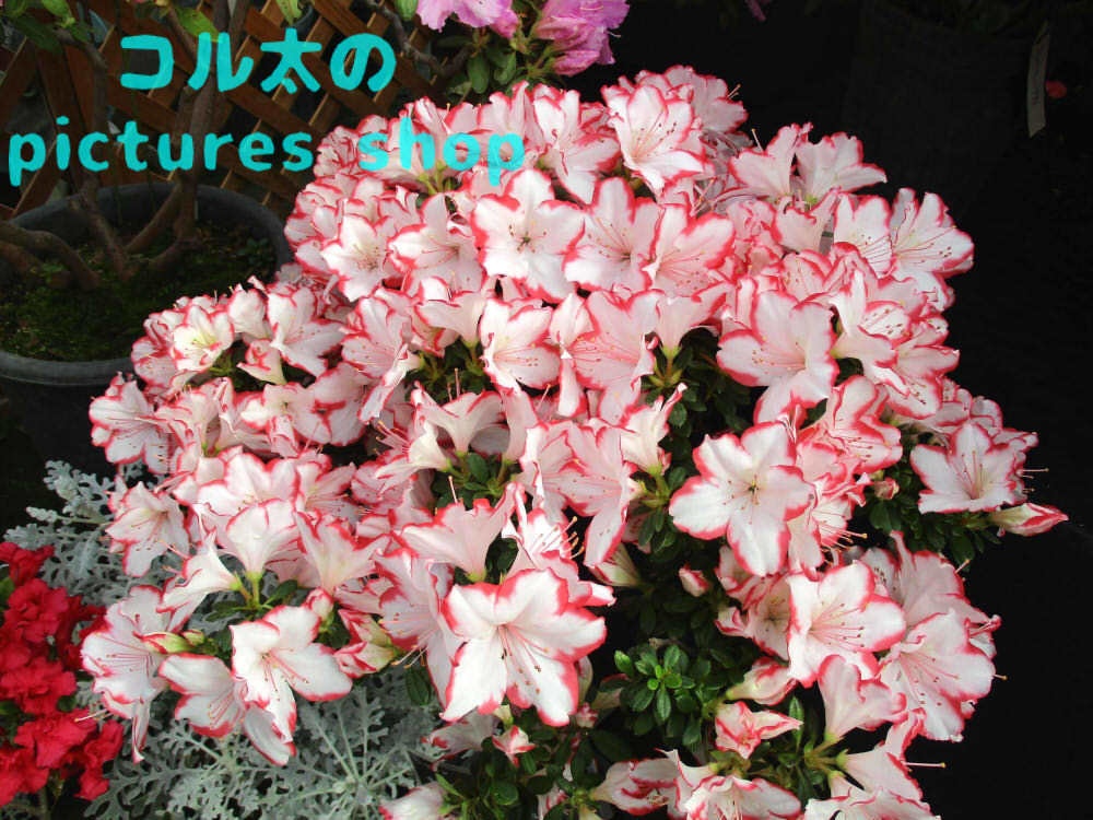 アザレアのある風景①10枚・1セット