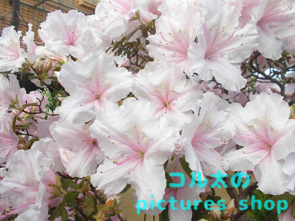 アザレアのある風景①10枚・1セット